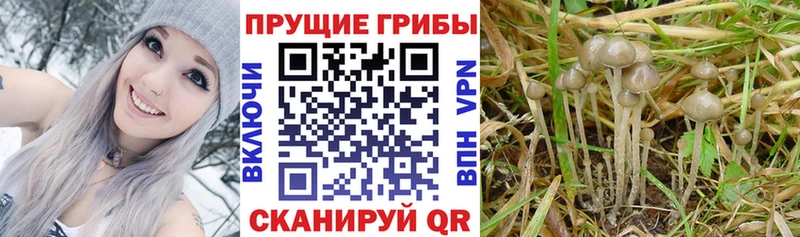 Купить  Озёры  Галлюциногенные грибы MAGIC MUSHROOMS 